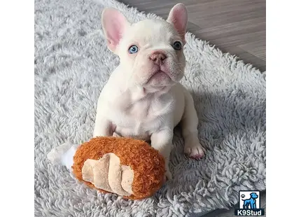 a small white french bulldog dog with a cookie